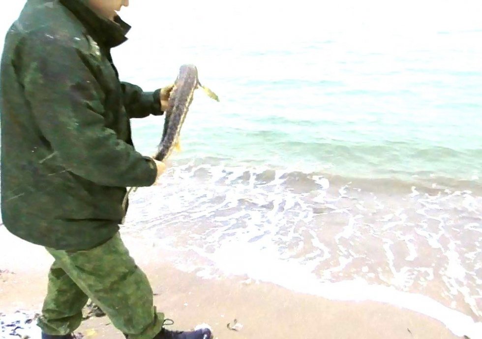 Борьба за биоресурсы: в Крыму пограничники спасли 13 осетров