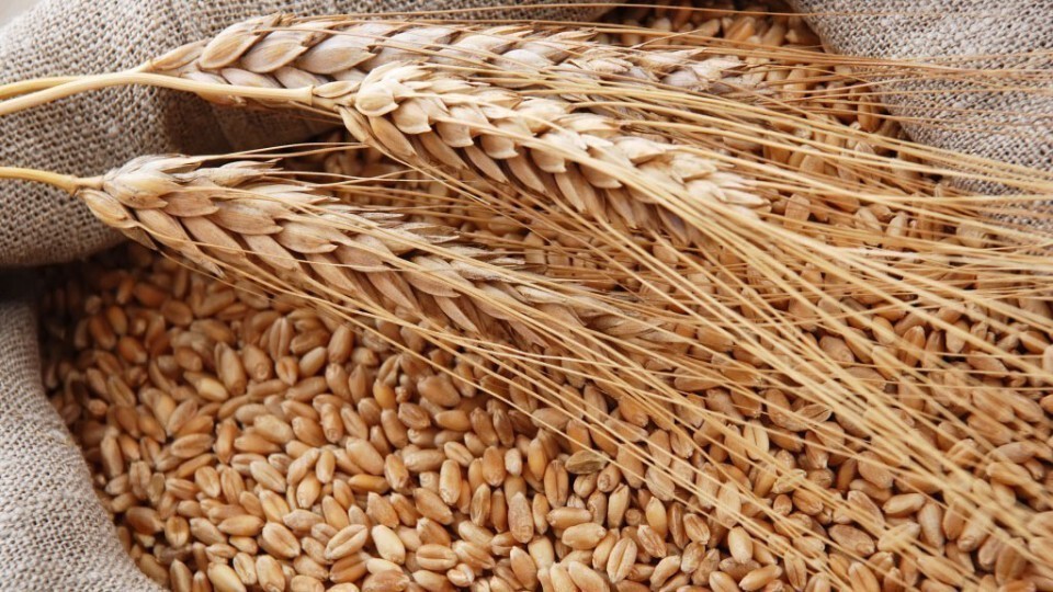 Минсельхоз РК: В Крыму проводится отбор покупателей пшеницы 3-5-го классов из запасов федерального интервенционного фонда сельхозпродукции без проведения биржевых торгов