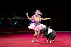 Выступление цирка Юрия Никулина #14592