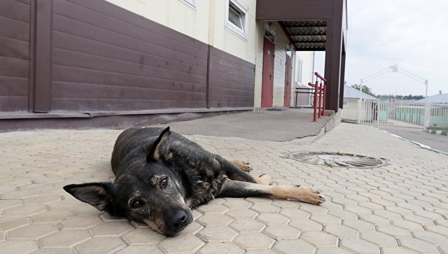 Как решить проблему бездомных животных в Крыму – мнение