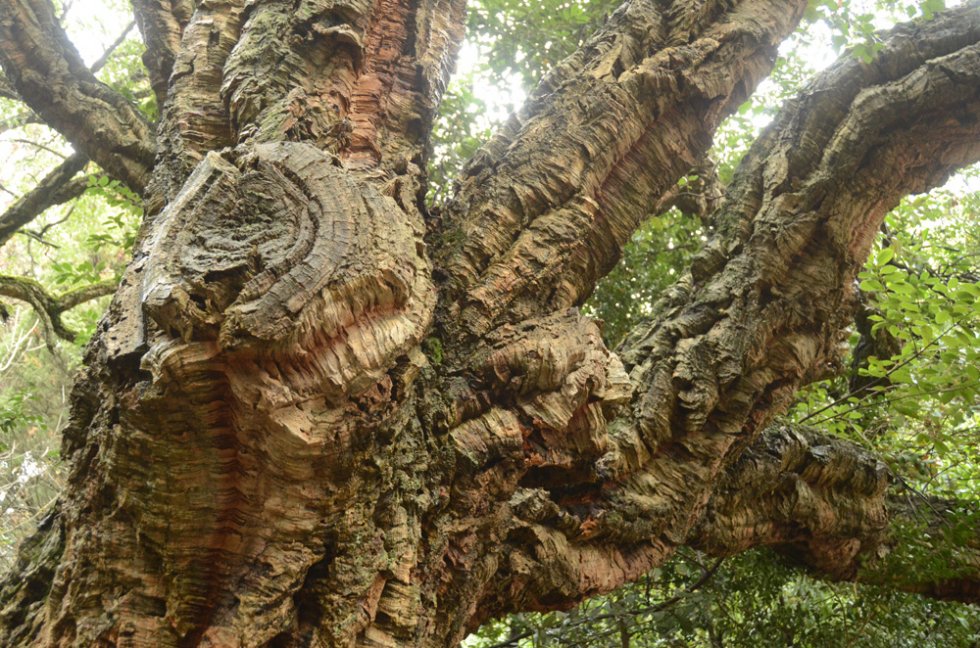 Знаменитой роще пробкового дуба в Никитском саду – 200 лет! 0