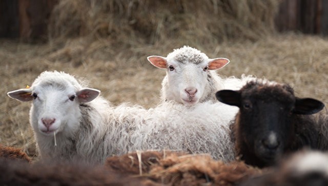 Керченский овцекрад предстанет перед Белогорским судом в Крыму