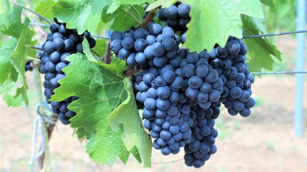 В следующем году господдержка крымских виноградарских предприятий на закладку саженцев увеличится на 77% - Минсельхоз РК