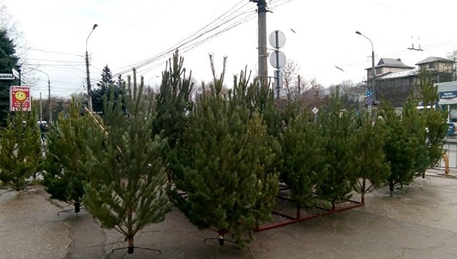 Россельхознадзор проверил более 15 тысяч новогодних елок в Крыму