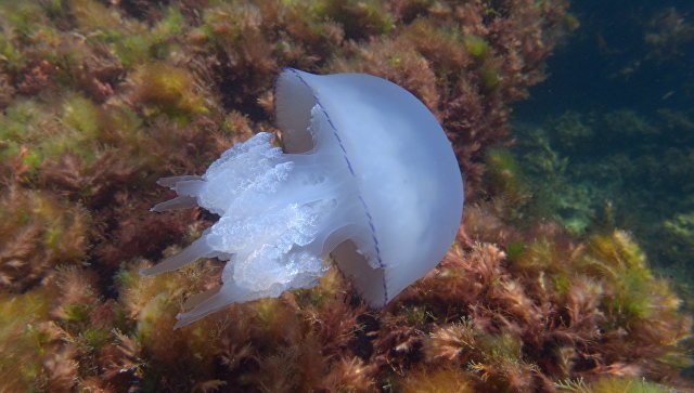 Прозрачные обитатели моря: эксперт рассказал, чем опасны медузы