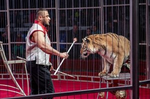 Выступление цирка Юрия Никулина #14591