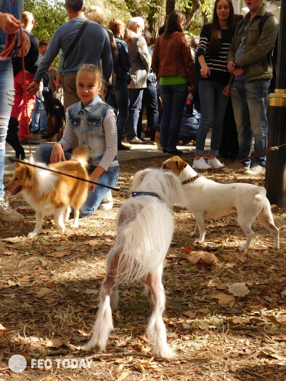 Выставка собак КРАСА КАФЫ в Феодосии #5153