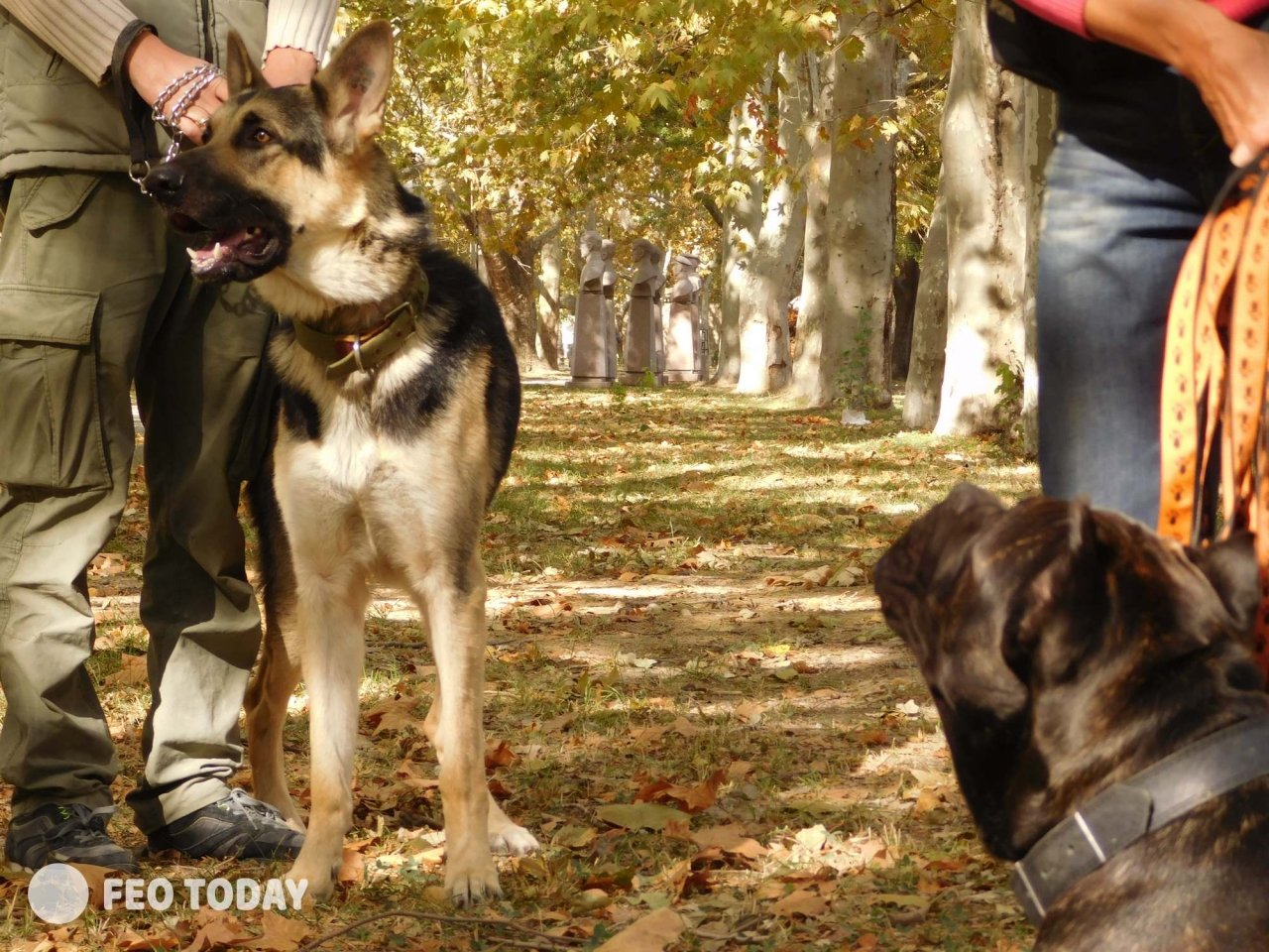 Выставка собак КРАСА КАФЫ в Феодосии #5066