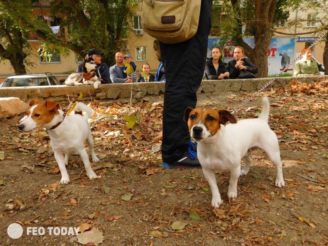 Выставка собак КРАСА КАФЫ в Феодосии #5052