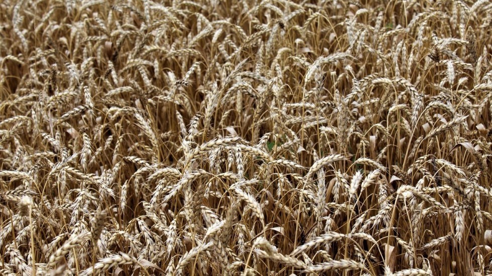 Минсельхоз Крыма довел до крымских сельхозтоваропроизводителей более 23 млн рублей