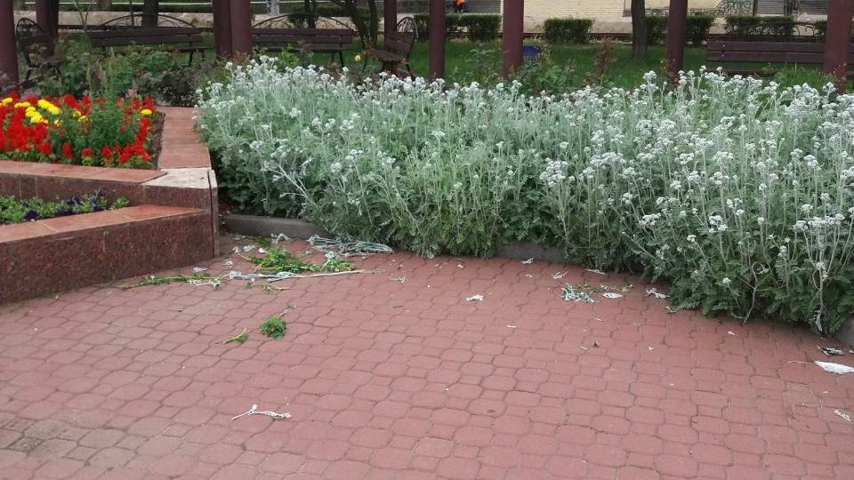 В Феодосии неизвестные лица повредили цветы на городских клумбах