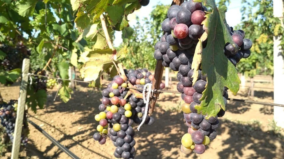 Андрей Рюмшин: На территории городского округа Судак начата закладка виноградников