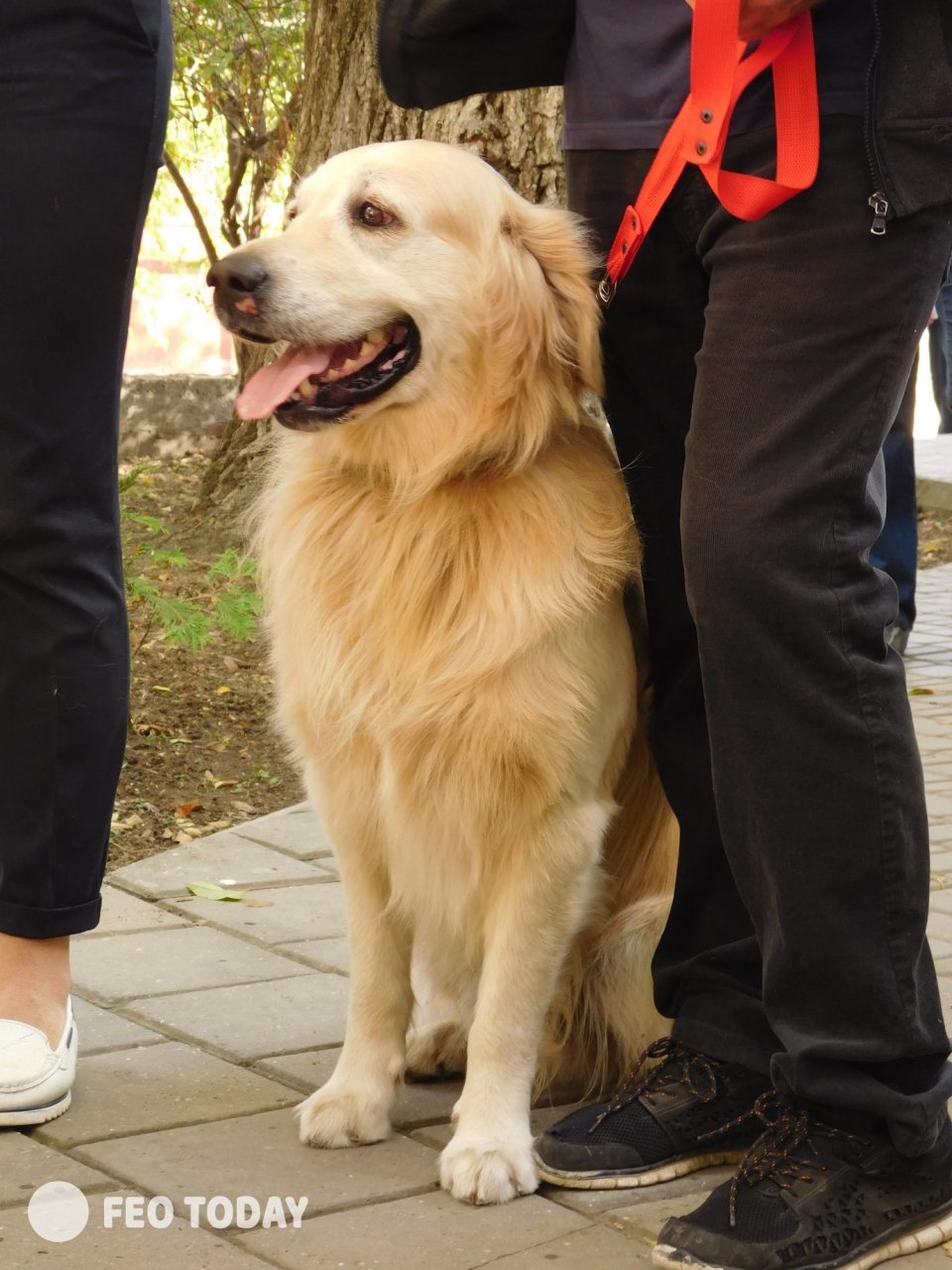 Выставка собак КРАСА КАФЫ в Феодосии #5073