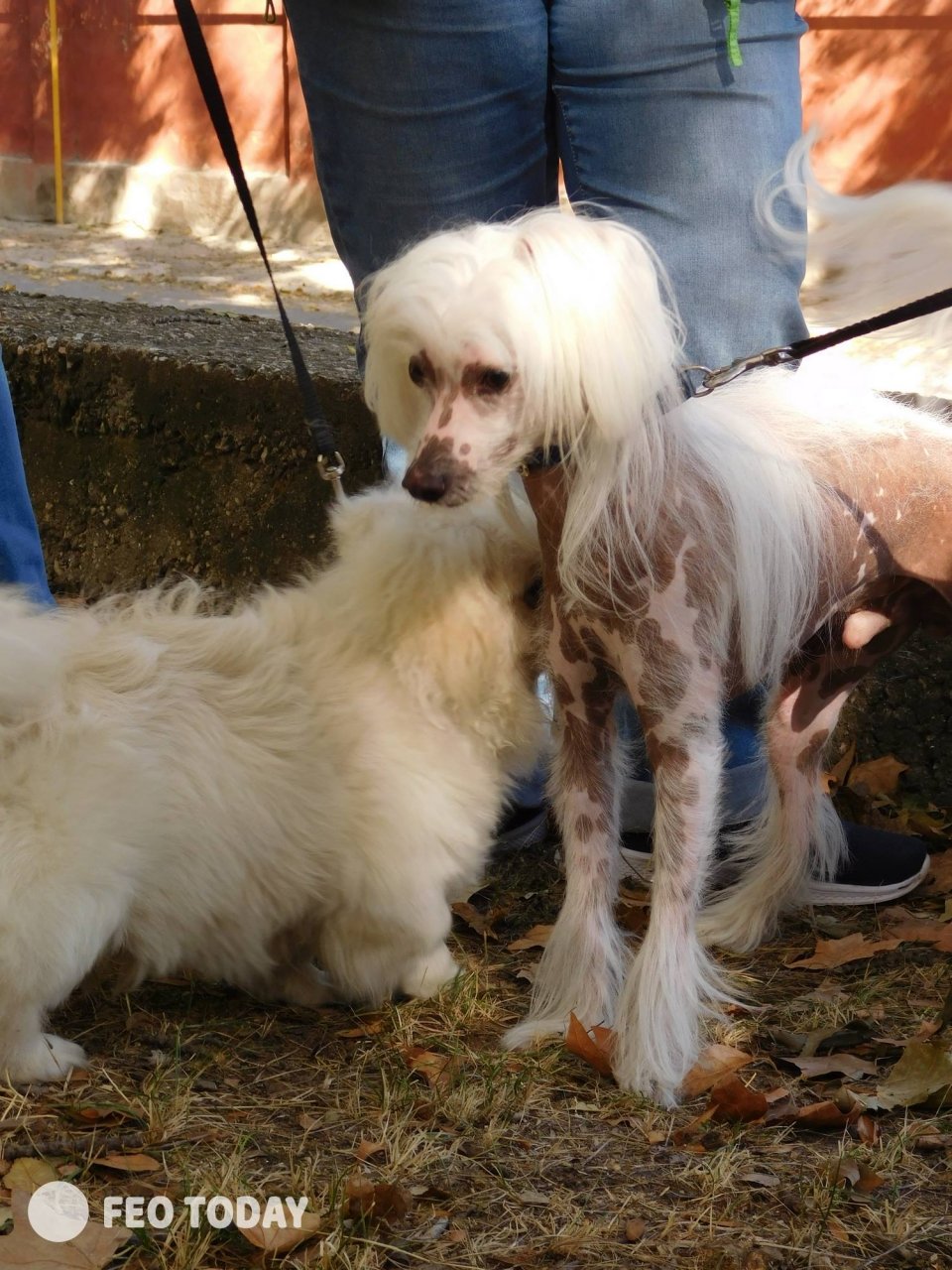 Выставка собак КРАСА КАФЫ в Феодосии #5064