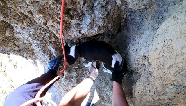 В Судаке упавшую в 20-метровую расщелину собаку спасли альпинисты