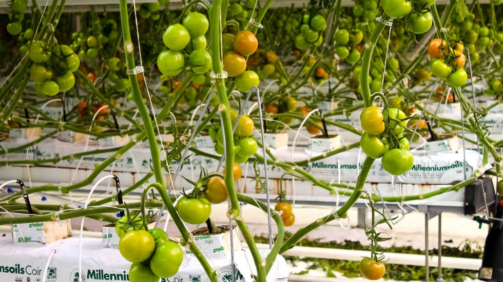Крупнейший производитель крымских томатов с начала 2020 года собрал 200 тонн урожая