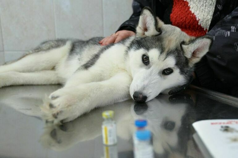 Чем будут лечить российских животных