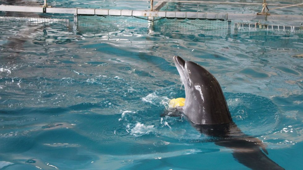 Исполнено желание подопечной Симферопольского пансионата для престарелых и инвалидов: она поплавала с дельфинами