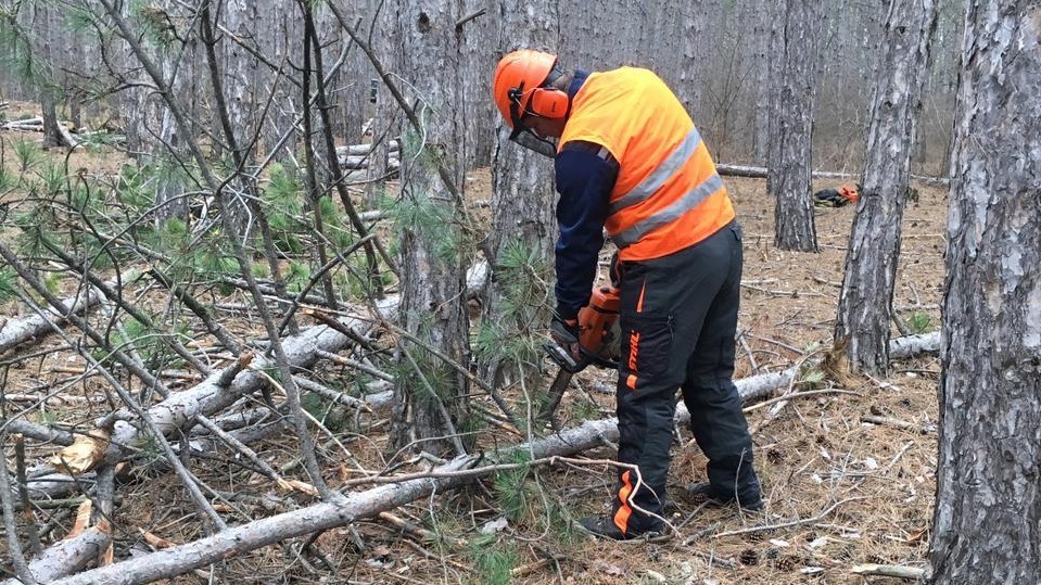 Минэкологии РК: Лесохозяйственные учреждения Республики Крым приступили к проведению санитарных рубок и рубок ухода за лесом