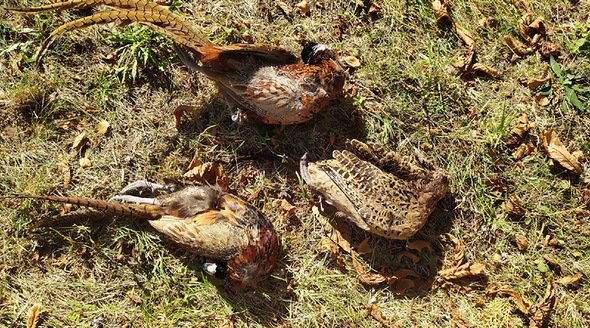 Инспекторы минприроды задержали под Феодосией охотившегося на фазанов браконьера