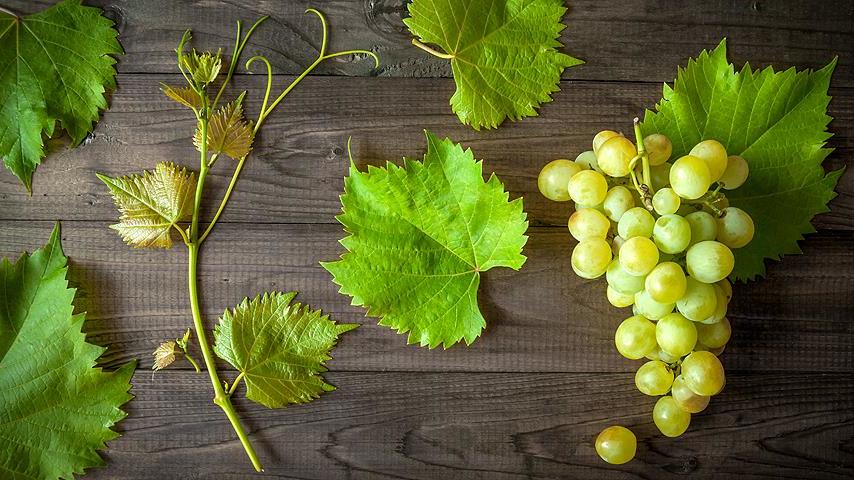 Принятие закона о виноградарстве и виноделии послужит толчком для развития виноградной отрасли республики – Андрей Рюмшин