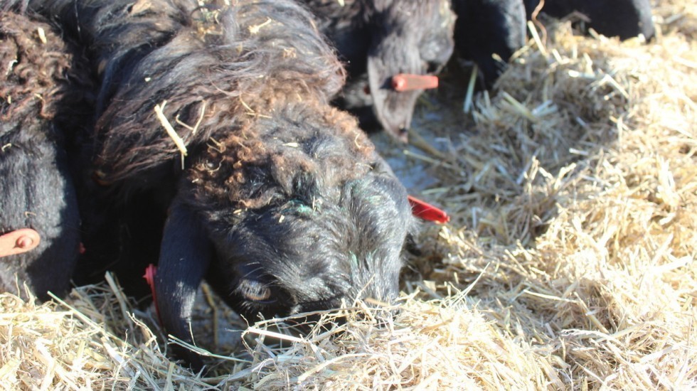 Андрей Рюмшин: В Крым завезли вторую партию овец мясо-сальной Эдильбаевской породы