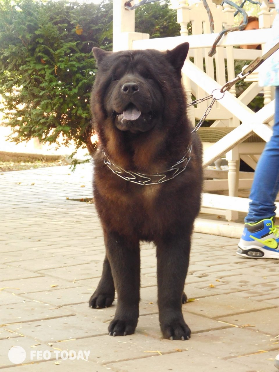 Выставка собак КРАСА КАФЫ в Феодосии #5016