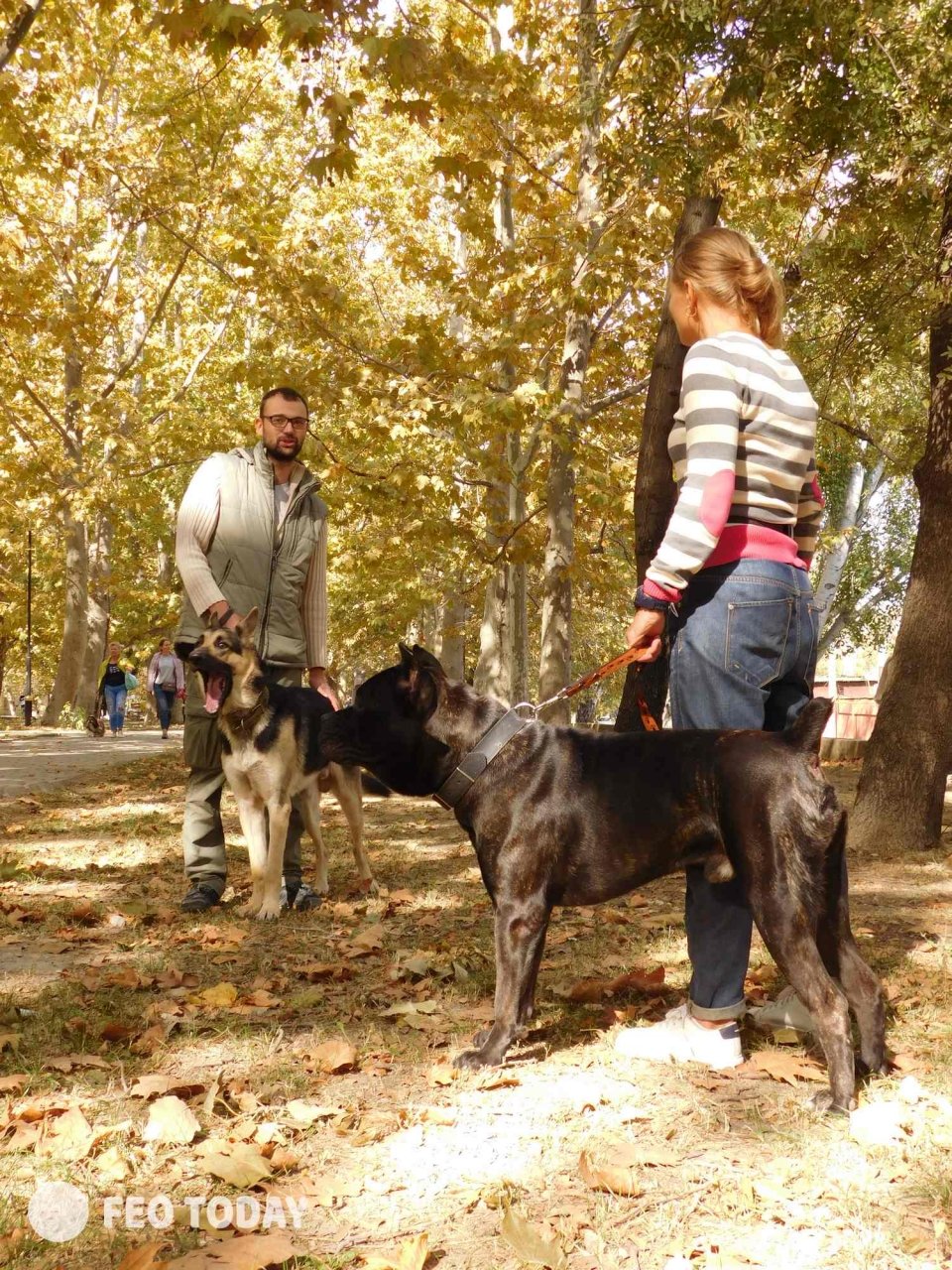 Выставка собак КРАСА КАФЫ в Феодосии #5065
