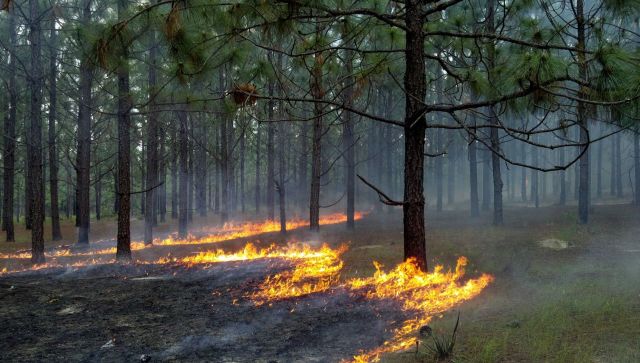 Экстремальные температуры грозят Крыму природными пожарами – МЧС