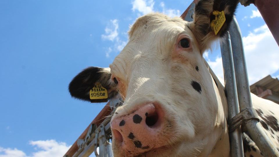 Минсельхоз Крыма распределил почти 29 млн рублей на поддержку собственного производства коровьего и козьего молока в 2020 году – Андрей Рюмшин