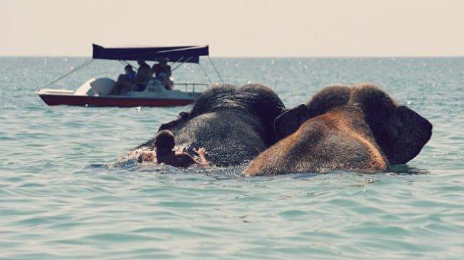 Фотофакт: как в Евпатории купают слонов в море