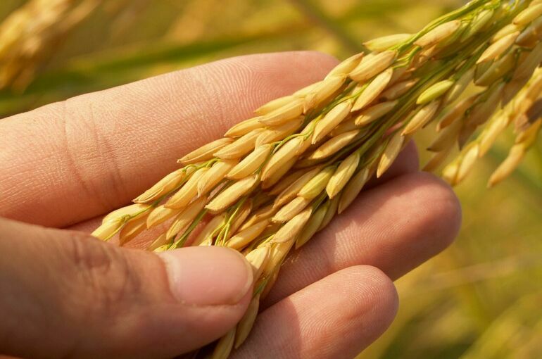Урожай российского риса может снизиться на треть