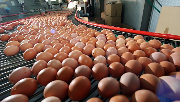Медики выяснили, сколько яиц можно съедать без вреда для здоровья