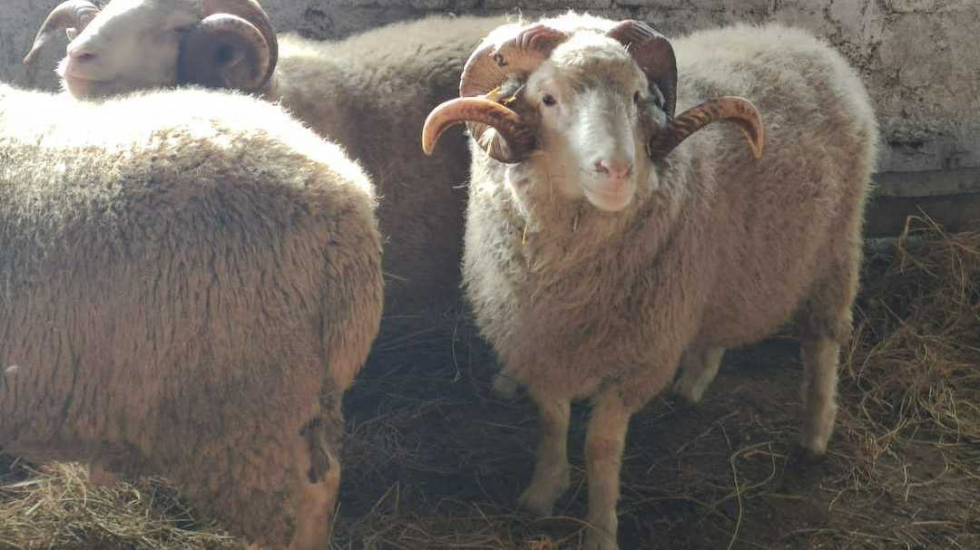 Крымское животноводческое предприятие получило статус племенного репродуктора по разведению овец цигайской породы