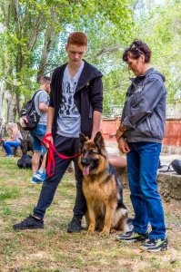 Плановая выставка собак, май 2018 #11347