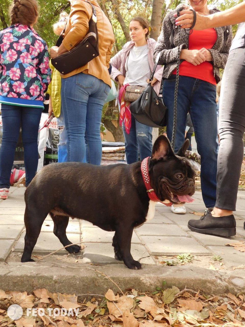 Выставка собак КРАСА КАФЫ в Феодосии #5078
