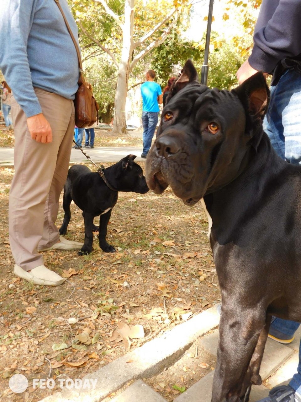 Выставка собак КРАСА КАФЫ в Феодосии #5037
