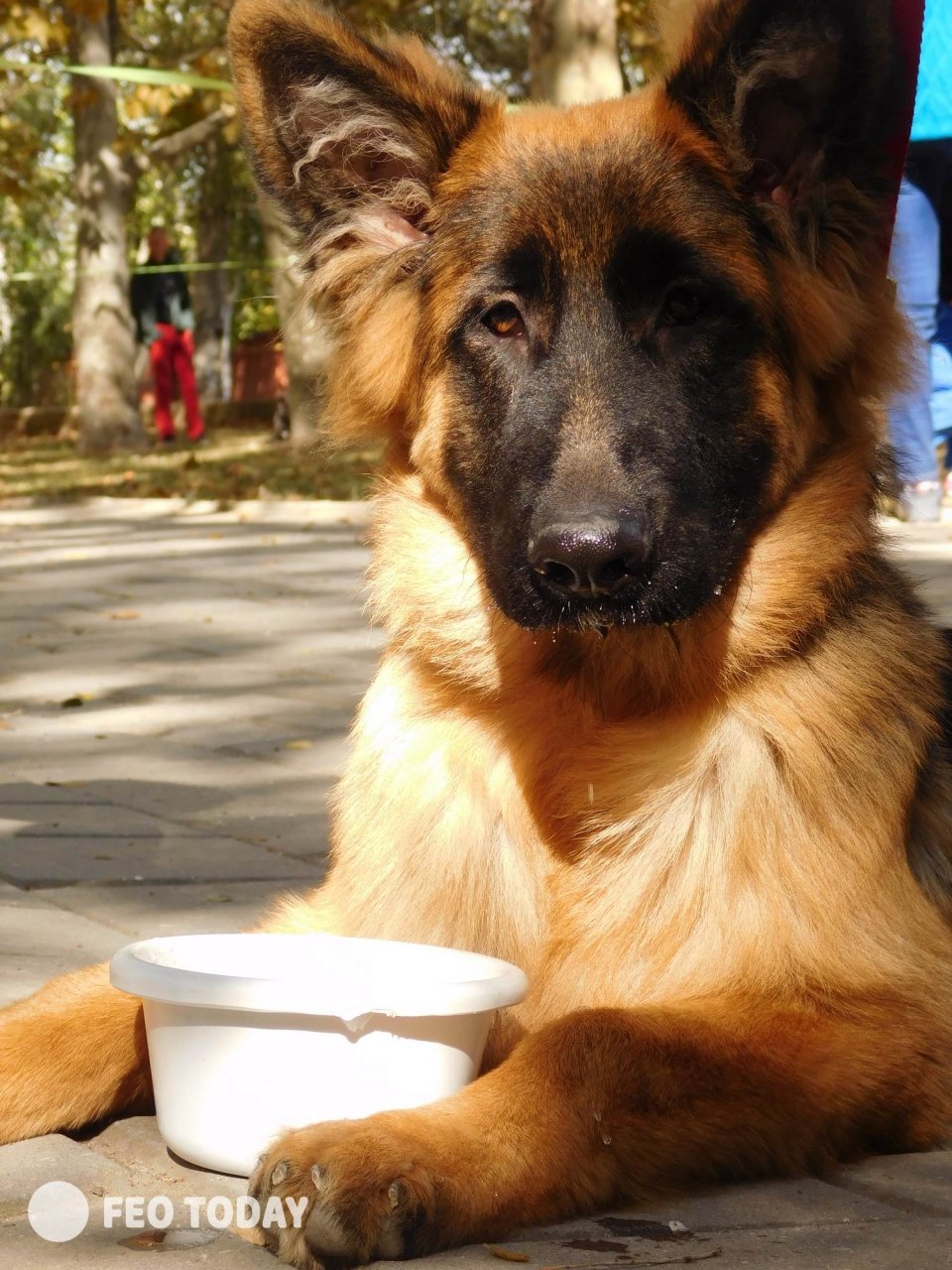 Выставка собак КРАСА КАФЫ в Феодосии #5061