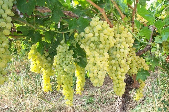 «Особо выдающийся» урожай: «Массандра» собрала более 17 тыс тонн винограда