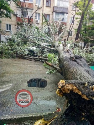 В Феодосии дерево упало в центре города