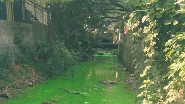 «Малахитовые берега»: в Крыму ищут причину ядовито-зеленого окраса реки в Ялте