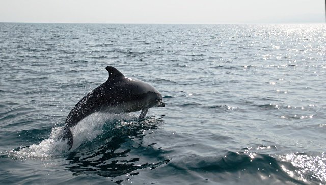 Смерть афалины: что кроется за гибелью краснокнижного дельфина в Крыму
