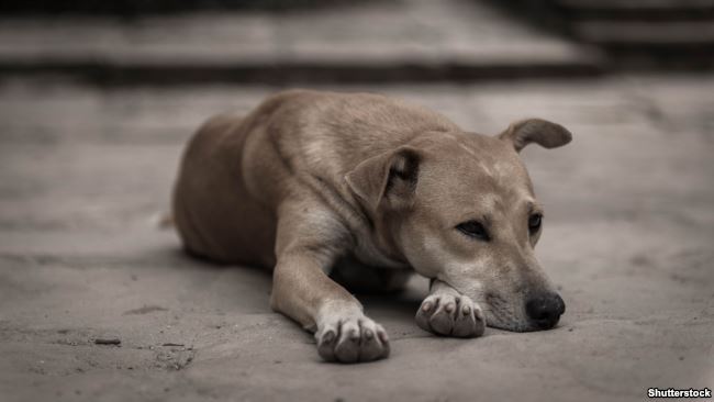 Феодосия получила более 1,5 млн рублей на отлов бездомных собак