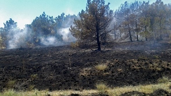 Огонь уничтожил гектар лесной подстилки на склоне горы под Феодосией