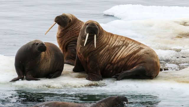 Ялтинский суд решит судьбу моржей из «китовой тюрьмы»