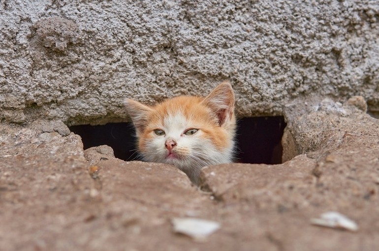 За выброшенных на улицу кошек и собак предлагают наказывать рублём