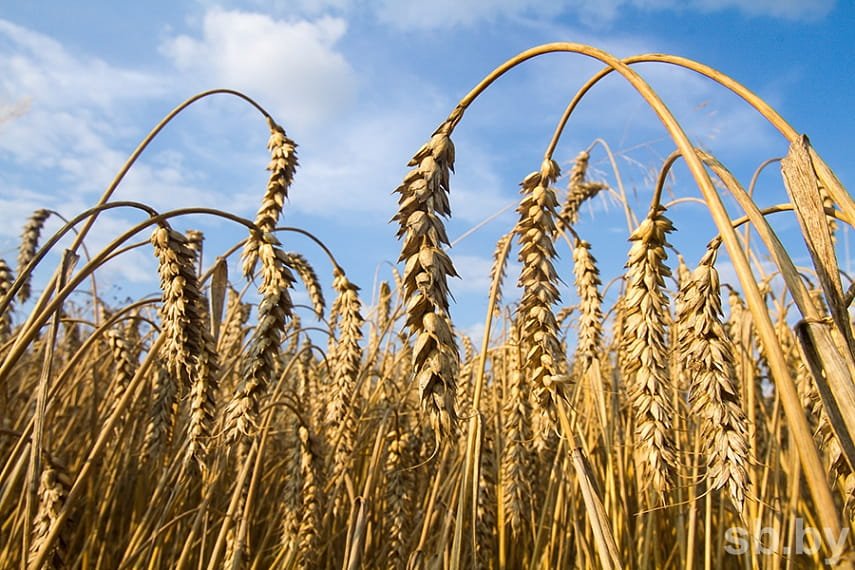 Аграрии Крыма преодолели урожайную «планку» в миллион тонн зерновых