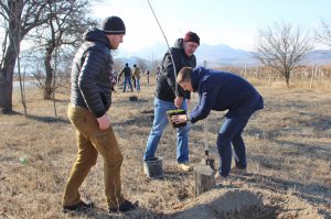 Единороссы Феодосии приняли участие в высадке деревьев