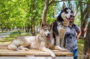 Плановая выставка собак, май 2018 #11342