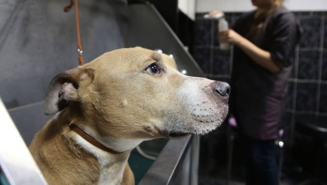 Житель Севастополя украл собаку на подарок другу